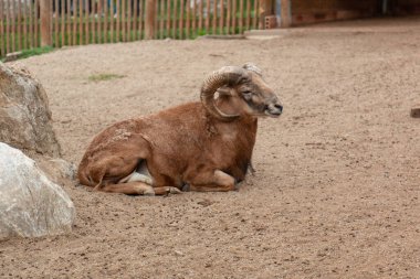 Kocaeli Ormanya şehir ormanı. Çiftliğin içinde yaşayan güzel sevimli keçiler