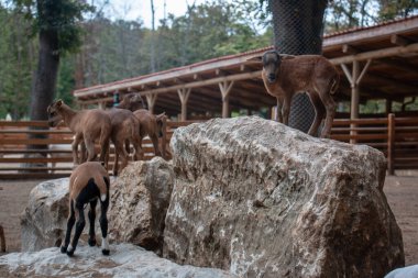 Kocaeli Ormanya şehir ormanı. Çiftliğin içinde yaşayan güzel sevimli keçiler