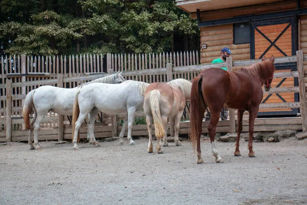 Zebra Boerderij Ormanya Stedelijk Bos Izmit — Stockfoto