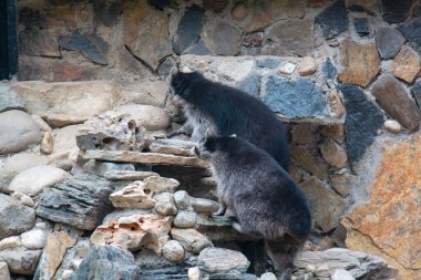 Kafeste yürüyen rakunlar. Kocaeli Ormanya Şehir Ormanı