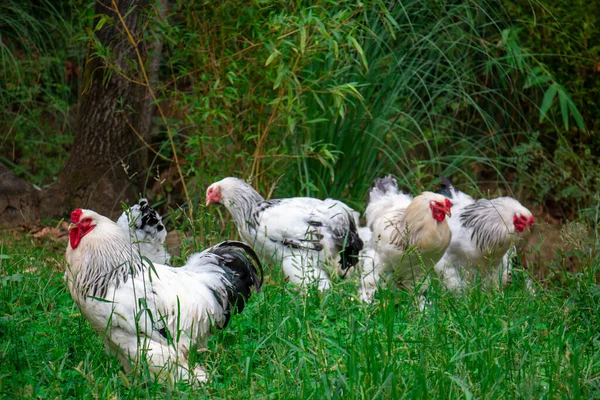 Beautiful chickens grazing in the greenery. Black, white farm chickens.