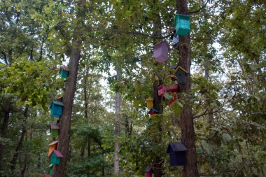 Ağaç dallarından sarkan kuşlar için evler. Kocaeli Ormanya yaşam alanı