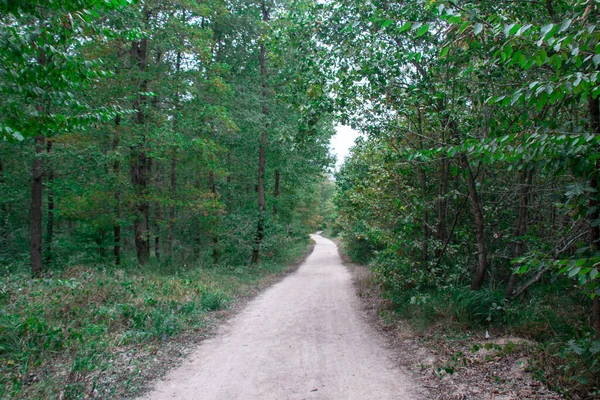 Dirt Road Green Trees Forest — Stock Photo, Image