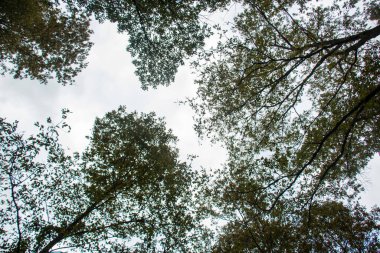Ormanda gökyüzü ve ağaç dalları
