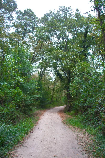 Dirt Road Green Trees Forest — Stock Photo, Image