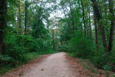 Toprak yol ve ormana giden yeşil ağaçlar.