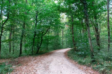 Toprak yol ve ormana giden yeşil ağaçlar.