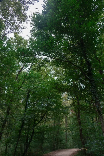森への未舗装の道路と緑の木 — ストック写真