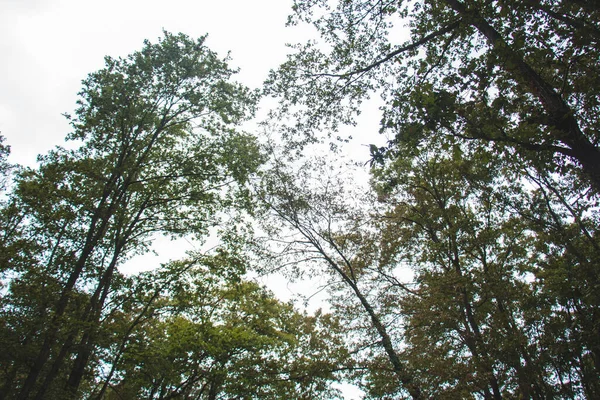Χωματόδρομος Και Πράσινα Δέντρα Προς Δάσος — Φωτογραφία Αρχείου