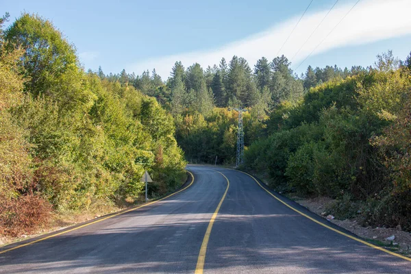 Yellow Lane Road Forest Next — Stock Photo, Image