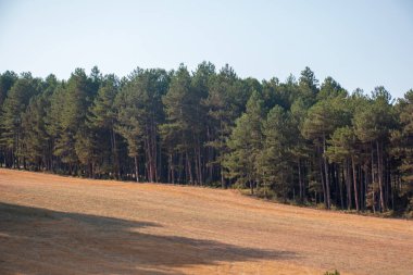 Dağın üzerinde ağaçlar dizildi. Safranbolu / Karabuk
