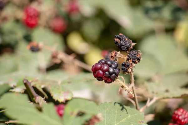 Blackberry tree standing in the sun. Unharmed fruit — Stock Image Blackberry Tree Standing Sun Unharmed Fruit Royalty Free Stock Images