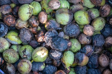 Ağaçtan ceviz topladım. Yeşil kabuk soyulmaya hazır.