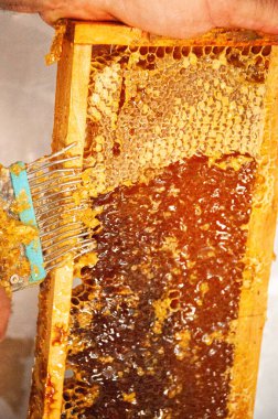 Arıcı özel arıcılık çatalıyla bal peteğini açıyor. Çiğ bal arı kovanlarından toplanıyor..