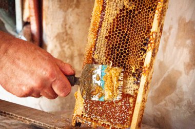 Arıcı özel arıcılık çatalıyla bal peteğini açıyor. Çiğ bal arı kovanlarından toplanıyor..