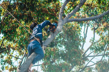 Şehirdeki budama işçileri