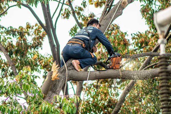 Şehirdeki budama işçileri