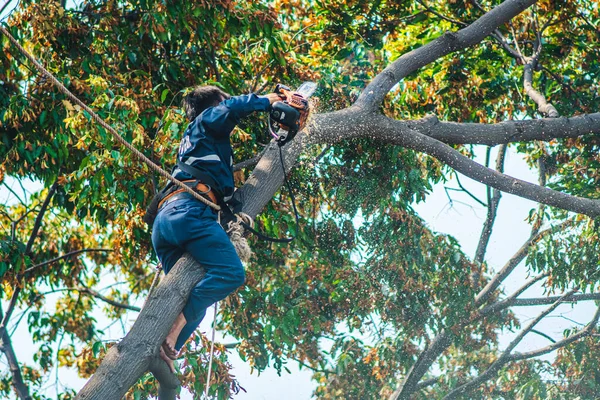Şehirdeki budama işçileri