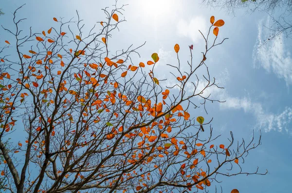 Antik topçu ve büyük dağ torpido tünelleri savaşı - Vung Tau şehri, Vietnam