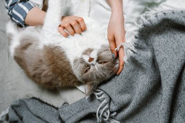 Yatakta bir kadın tarafından sevilen İngiliz cins kedi, seçici bir odak noktası.