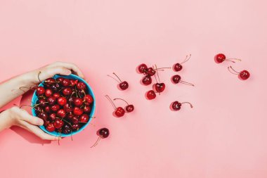 Kadının elleri, pembe arka planda taze organik kirazlarla dolu mavi bir kâse tutuyor.