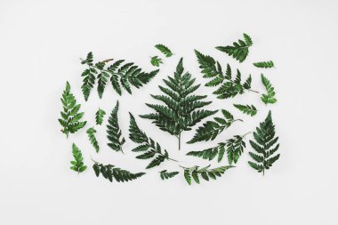 Eğreltiotu dalları beyaz, eko yaşam tarzı kavramına eklendi