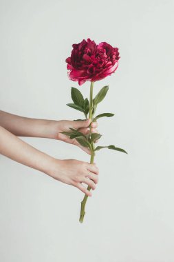 Beyaz arka planda, seçici odak noktasında, kadının ellerinde taze mor şakayık çiçeği.