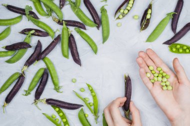 Çimento arka planında kadın eli olan yeşil ve organik çiftçilerin yassı bezelye kabukları