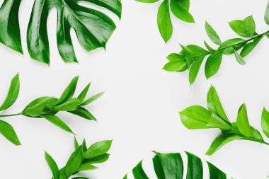 Philodendron Monstera yaprakları ve yeşil dalları, beyaz arka planı, bahar ya da yaz arkaplanı olan düz yatak