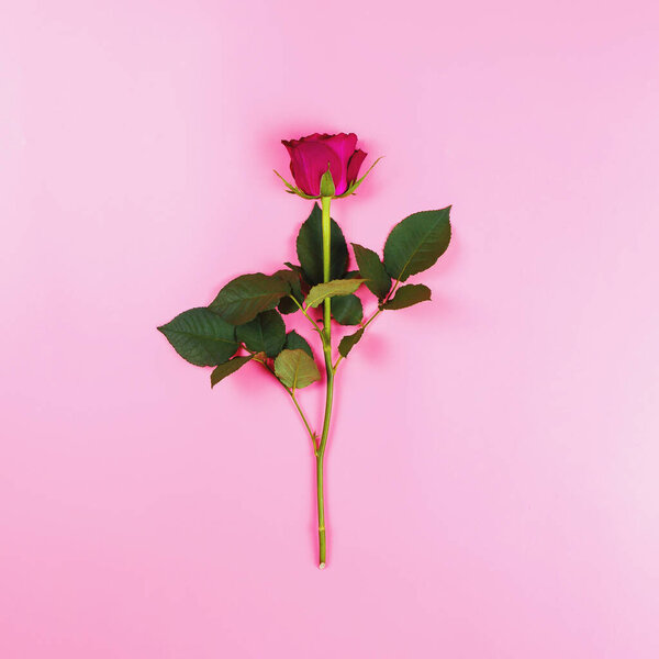 Beautiful rose on a pink background, flat lay, present concept, square image