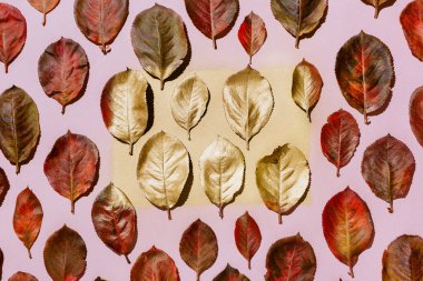 Kırmızı sonbahar aronisi pastel pembe arka planda düzenlenmiştir.