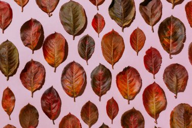 Kırmızı sonbahar aronisi pastel pembe arka planda düzenlenmiştir.