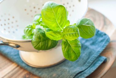 Taze yıkanmış fesleğen ve beyaz kevgir. Seçici odak.