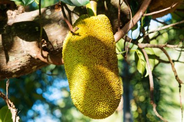 Jackfruit on the tree in Thailand clipart