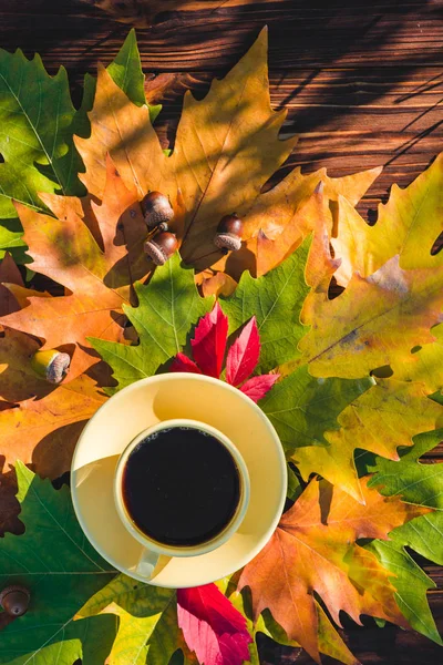 Secangkir kopi di daun musim gugur. Top shot . — Stok Foto