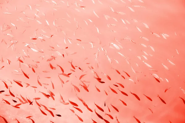 Fischschwärme unter Wasser gefärbt in lebender Korallenfarbe. Pantonefarbe des Jahres 2019. — Stockfoto