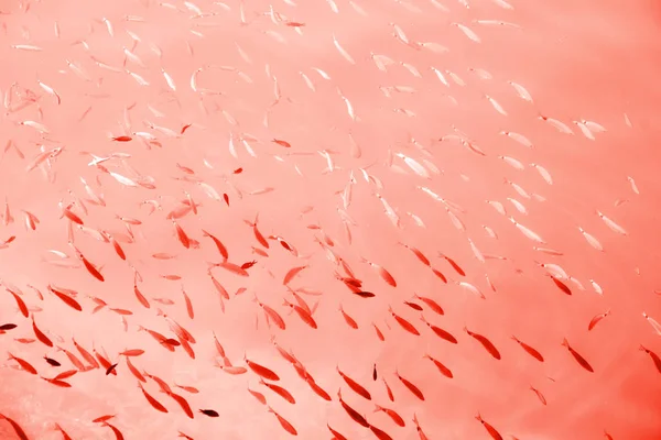 Mercan rengi yaşayan su altında balık sürüsü tonda. Yıl 2019 gösteri Pantone rengi.