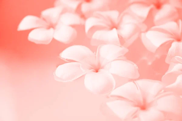 Mercan rengi yaşayan frangipani plumeria çiçek suda yüzen tonda. Yıl 2019 kavramının Pantone renk.