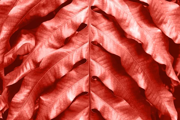 Mercan rengi yaşayan tropikal yaprak doku arka plan tonda. Yıl 2019 gösteri Pantone rengi.