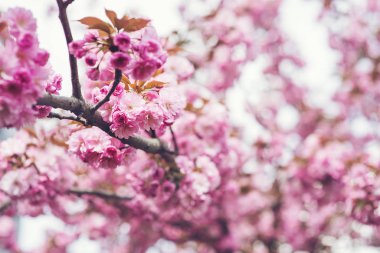 Güzel pembe sakura çiçek çiçek bahar arka plan