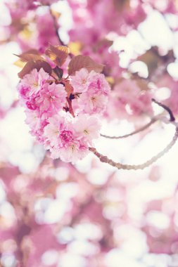 Güzel pembe sakura çiçek çiçek bahar arka plan