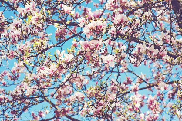 stock image Closeup of magnolia tree blossom with blurred background and warm sunshine