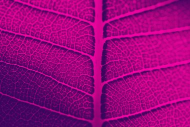 Yeşil yaprak yakın koyu mor renk tonda