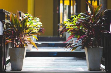 Otel giriş dış tencere bitkiler ile dekore