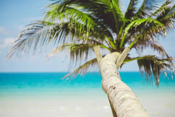 Fundo borrado com palma e praia tropical com vista para o mar — Fotografia de Stock