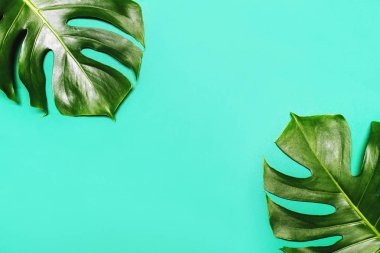 Monstera yaz arka plan bırakır.