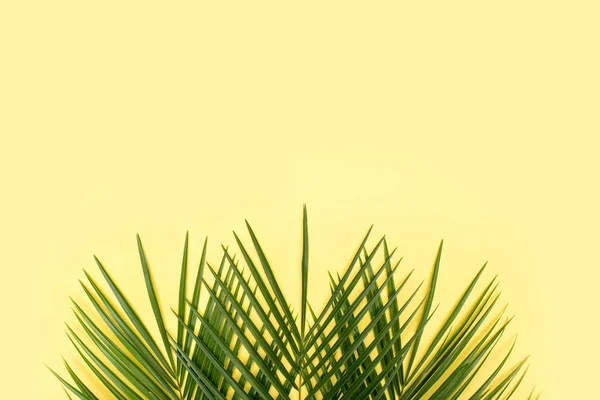 Sarı arka plan üzerinde tropikal palmiye yaprağı. — Stok fotoğraf