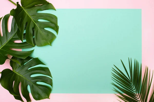 Folhas de palma tropicais e monstera em fundo multicolorido . — Fotografia de Stock