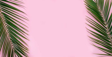 Tropikal palmiye pembe arka plan üzerinde yaprakları. Yaz konsepti.