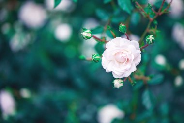 Tomurcukları ile güzel beyaz güller yakın.